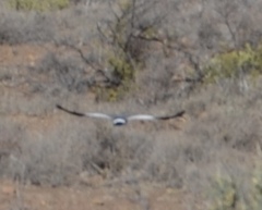 Melierax canorus canorus