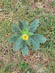 Sonchus asper
