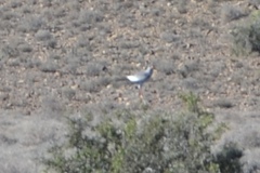 Melierax canorus canorus