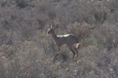 Raphicerus campestris campestris