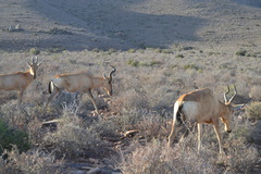 Alcelaphus buselaphus caama