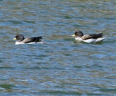 Anas flavirostris oxyptera