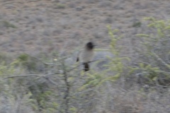 Pycnonotus nigricans