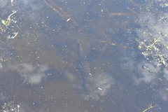 Lepisosteus oculatus