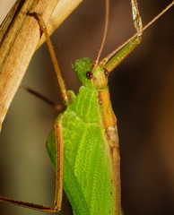 Ducetia antipoda