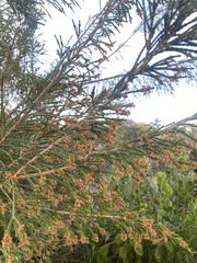 Passerina rigida