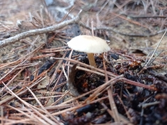 Strobilurus stephanocystis