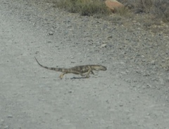 Varanus albigularis albigularis