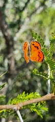 Chrysoritis chrysaor