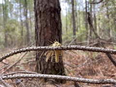 Akanthomyces tuberculatus