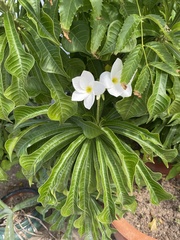 Plumeria pudica