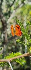 Chrysoritis chrysaor