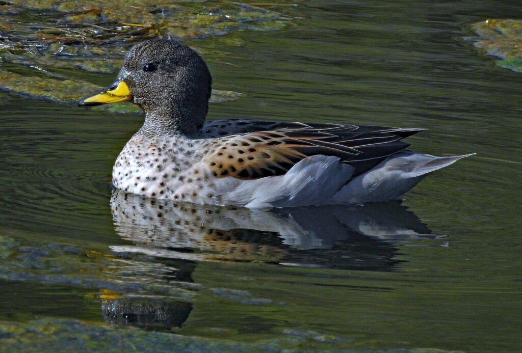 Yellow-billed Teal (oxyptera)