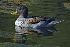 Anas flavirostris oxyptera