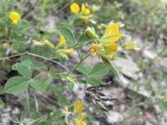 Argyrolobium biebersteinii