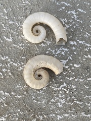 Spirula spirula