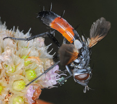 Cylindromyia brassicaria