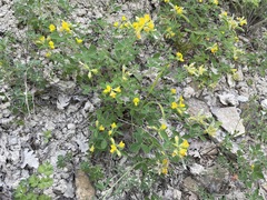 Argyrolobium biebersteinii