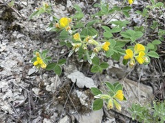 Argyrolobium biebersteinii