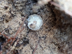 Strobilurus stephanocystis