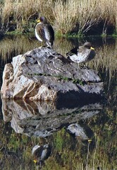 Anas flavirostris oxyptera