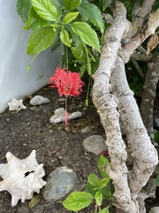 Hibiscus schizopetalus