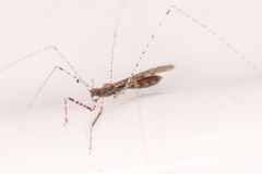 Empicoris culiciformis