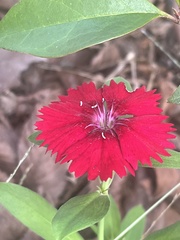 Dianthus chinensis × barbatus
