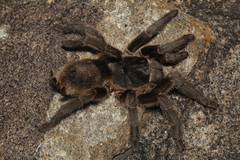 Grammostola