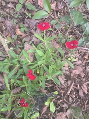 Dianthus chinensis × barbatus