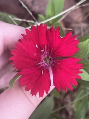 Dianthus chinensis × barbatus