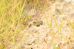 Lithobates berlandieri