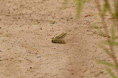 Lithobates berlandieri