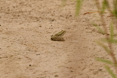 Lithobates berlandieri