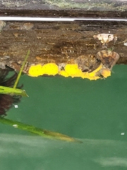 Botrylloides violaceus