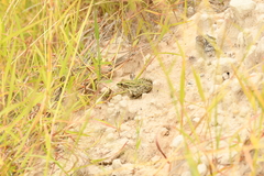 Lithobates berlandieri