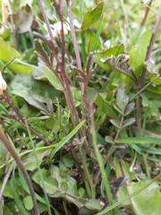 Cardamine glacialis
