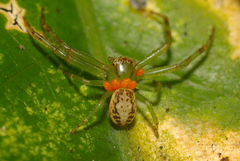 Diaea ambara