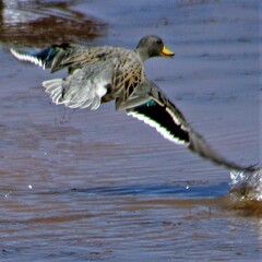 Anas flavirostris oxyptera