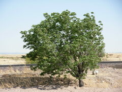 Juglans major