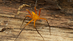 Suemus punctatus
