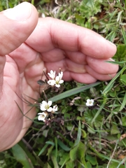 Cardamine glacialis