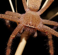 Neosparassus salacius