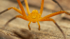 Suemus punctatus