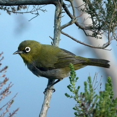 Zosterops virens capensis