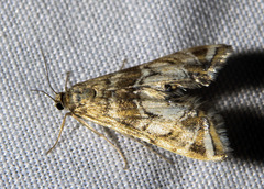 Petrophila confusalis