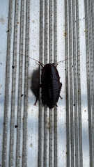 Eurycotis floridana