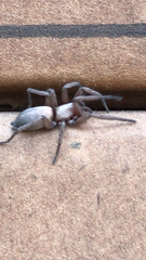 Gnaphosidae