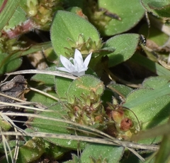 Richardia brasiliensis