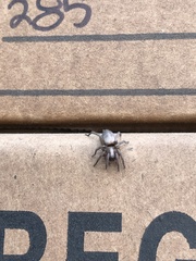 Gnaphosidae